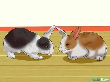 Imagen titulada Train a Rabbit to Stop Chewing Carpet Step 14