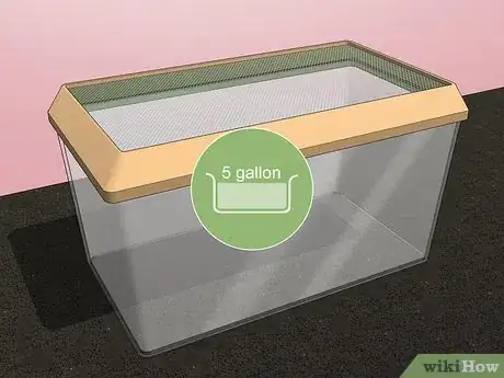 Imagen titulada Take Care of a Huntsman Spider Step 1