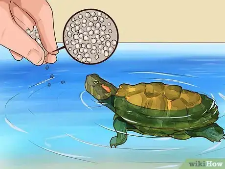 Imagen titulada Know What to Feed a Turtle Step 3
