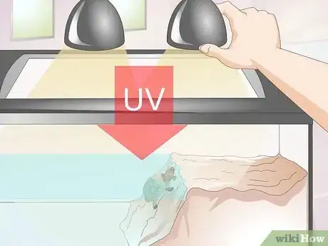 Imagen titulada Keep a Turtle Healthy Step 5