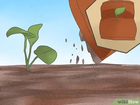 Imagen titulada Grow Cauliflower Step 8
