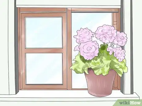 Imagen titulada Care for Geraniums in Winter Step 5