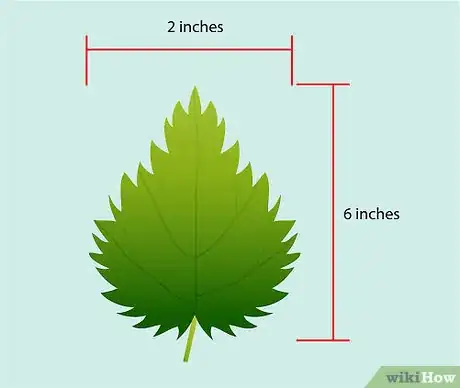 Imagen titulada Identify Nettles Step 6