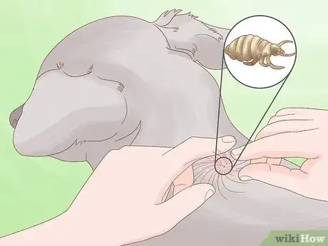 Imagen titulada Diagnose and Treat Your Dog's Itchy Skin Problems Step 9