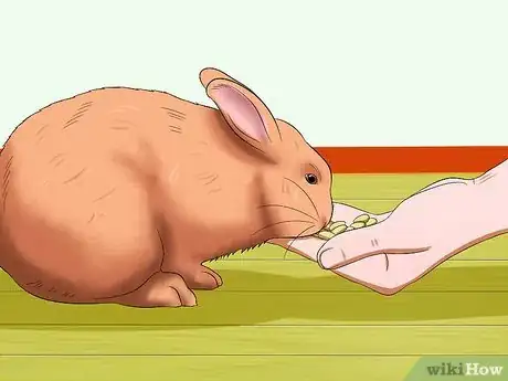 Imagen titulada Train a Rabbit to Stop Chewing Carpet Step 10