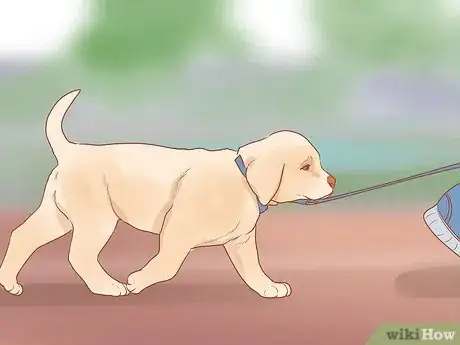 Imagen titulada Introduce a New Puppy to the Resident Cat Step 8