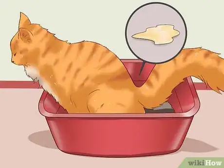 Imagen titulada Cure a Cat of Constipation Step 1