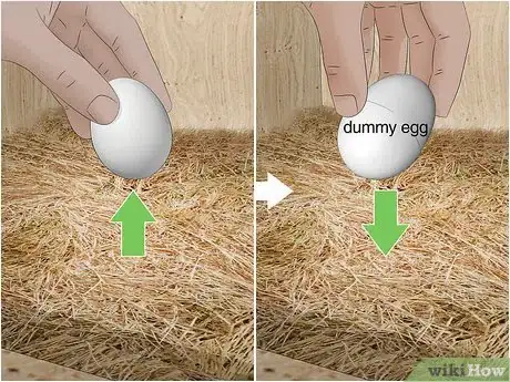 Imagen titulada Keep Chickens from Eating Their Own Eggs Step 10