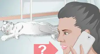 vacunar a un gato