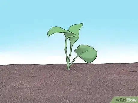 Imagen titulada Grow Cauliflower Step 6