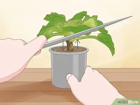 Imagen titulada Repot African Violets Step 16