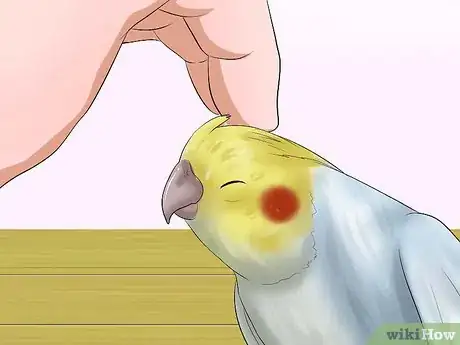 Imagen titulada Massage a Cockatiel Step 5