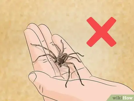 Imagen titulada Take Care of a Huntsman Spider Step 9