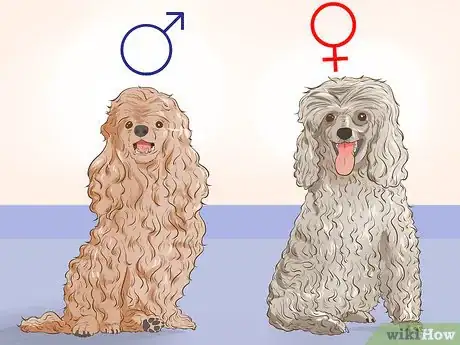 Imagen titulada Choose a Poodle for Breeding Step 4