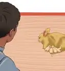 cuidar a una coneja preñada