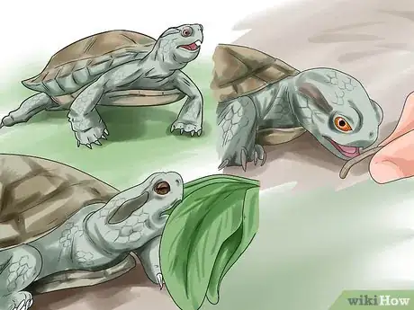 Imagen titulada Buy a Turtle Step 19