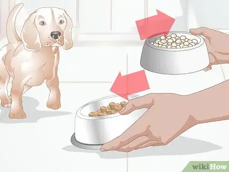 Imagen titulada Treat Benign Fatty Skin Tumors on Dogs Step 9