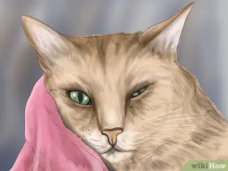 Imagen titulada Diagnose Feline Cataracts Step 4