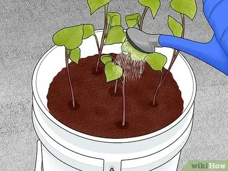 Imagen titulada Grow Sweet Potatoes in Containers Step 10