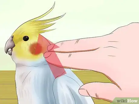 Imagen titulada Massage a Cockatiel Step 4