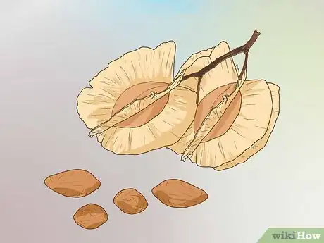 Imagen titulada Identify an Elm Tree Step 10