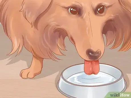 Imagen titulada Know When Your Dog is Sick Step 6