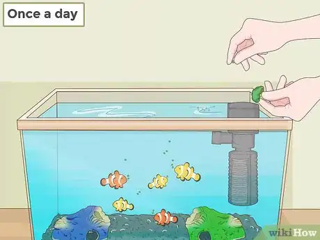 Imagen titulada Care for a Clown Fish Step 9