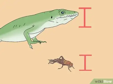 Imagen titulada Feed an Anole Green Lizard Step 2
