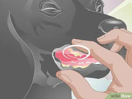 Imagen titulada Treat a Broken Tooth in Dogs Step 2
