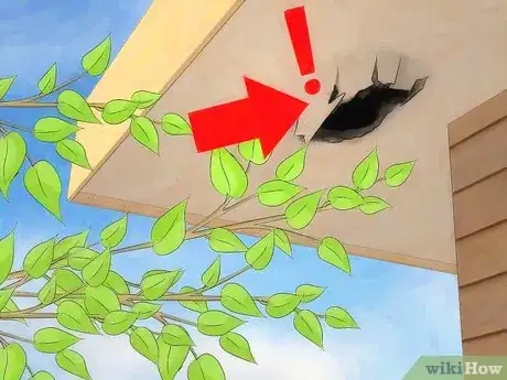 Imagen titulada Get Rid of a Squirrel in Your House Step 14
