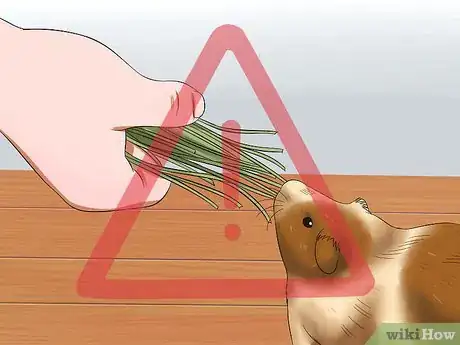 Imagen titulada Feed Guinea Pigs Vitamin C Step 1