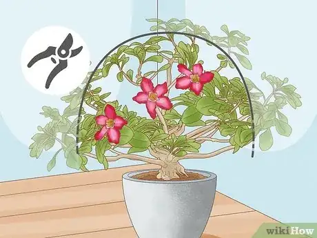 Imagen titulada Prune Desert Rose Step 12