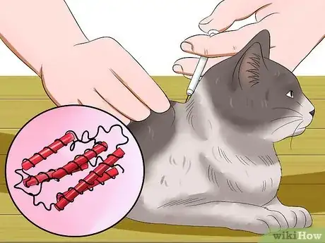 Imagen titulada Treat Feline Panleukopenia (Distemper) Step 11