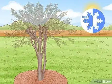 Imagen titulada Grow Crepe Myrtle Step 13