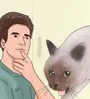 hacer que un gato deje de morder y rasguñar