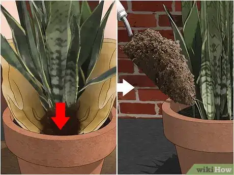 Imagen titulada Transplant a Plant Step 6