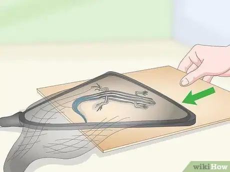 Imagen titulada Catch a Blue Tailed Skink Step 13