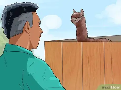 Imagen titulada Care for a Llama Step 3