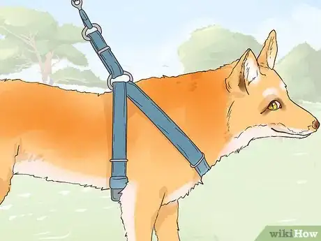 Imagen titulada Care for a Pet Fox Step 21