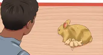 cuidar a una coneja preñada