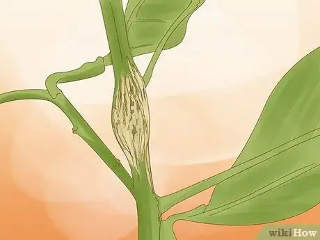 Imagen titulada Prune Citrus Trees Step 7