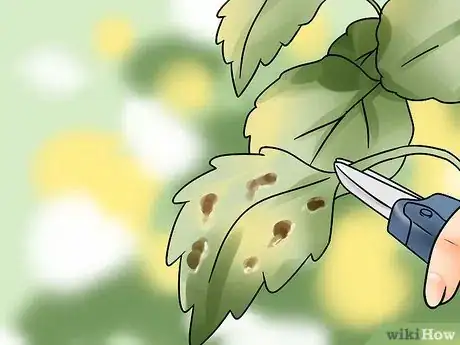 Imagen titulada Get Rid of Spider Mites Step 10