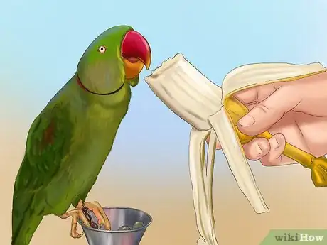 Imagen titulada Train a Bird to Step on Your Finger Step 4