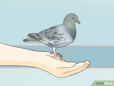 Imagen titulada Train a Homing Pigeon Step 6