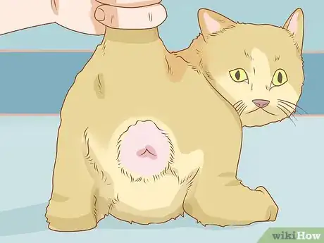 Imagen titulada Diagnose and Treat Anal Gland Disease in Cats Step 2