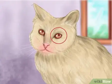 Imagen titulada Diagnose Feline Cataracts Step 9