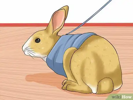 Imagen titulada Walk a Rabbit Step 2