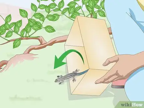 Imagen titulada Catch a Blue Tailed Skink Step 20