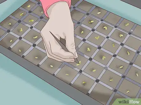 Imagen titulada Care for Daisies Step 1