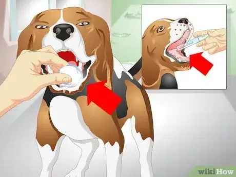 Imagen titulada Get a Sick Dog to Drink Step 9